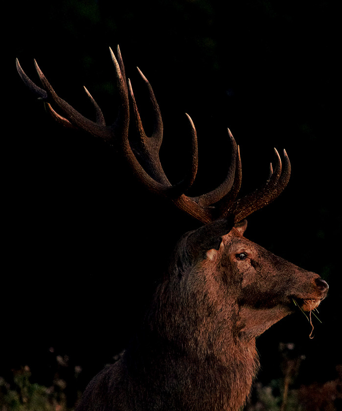 Stag copy 
 A native red deer stag in the evening sun in Killarney National Park.
Picture: Conor Rowlands