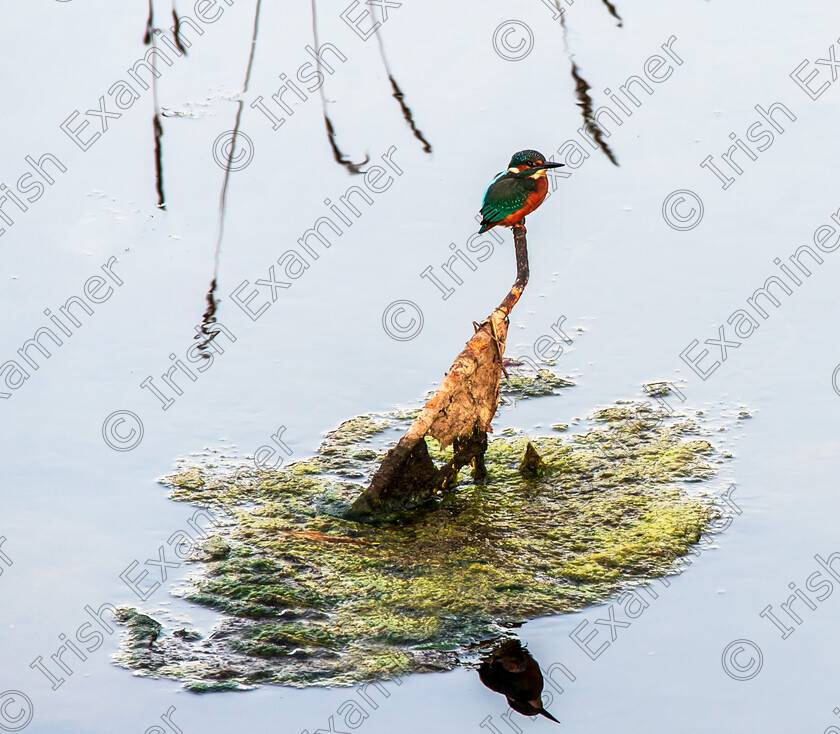 kingfisher by Deirdre Casolani jpg 
 The Kingfisher .First time seeing a kingfisher never mind managing to photograph it.So delighted to catch this guy on the Blackwater in Fermoy, Co Cork Taken by Deirdre Casolani