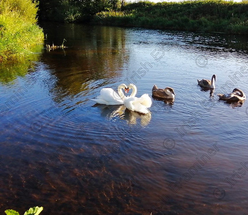 2856E9B4-372C-4E6D-BEB2-D9D833FEDDA2 
 I Love You
Love in nature reminds that 2020 wasnâ€™t all bad. A swan family on the River Liffey at Newbridge Co Kildare. 
Late Autumn 2020