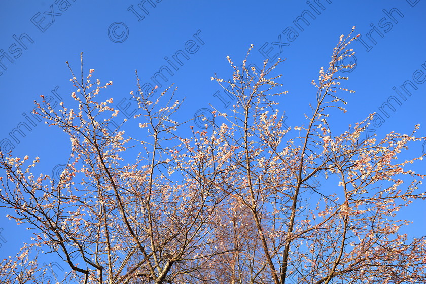 IMG 3780 1 
 "May in December" - came across this flowering tree in my housing estate in Tralee this week. Its the only tree of perhaps sixty on the estate flowering with beautiful small pink / redish petals. Never came across this before. !!