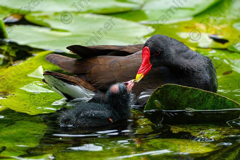 Moorhen and chick 
 Moorhen and chick, in Botanic Gardens, taken by Elaine O'Shea 
 Keywords: 2024, Botanic Gardens, Chicks, Moorhen