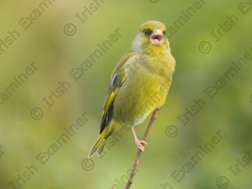 DSCN8949 
 Greenfinch at Coornagillagh, Co Kerry. Picture: Helen Riney Corkery