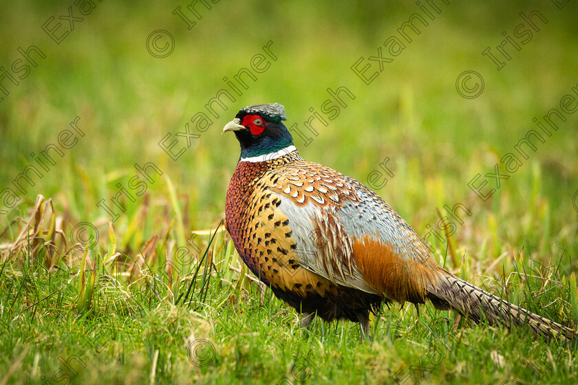 Peasant 2-7681 
 Came across this beautiful cock pheasant in a field near Tralee a few weeks ago.