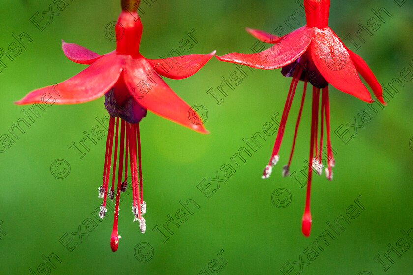 Fuchsia 
 A close-up shot of a beautiful pair of bell-shaped Fuchsia flowers , taken in my back garden in August.