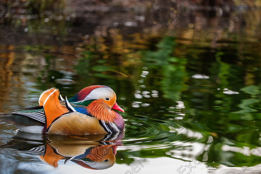 Mandarin Duck 
 A Mandarin Duck swims across the pond in Botanic Gardens, taken on St Stephen's Day by Elaine O'Shea 
 Keywords: 2023, Botanic Gardens, Mandarin Duck, Nature