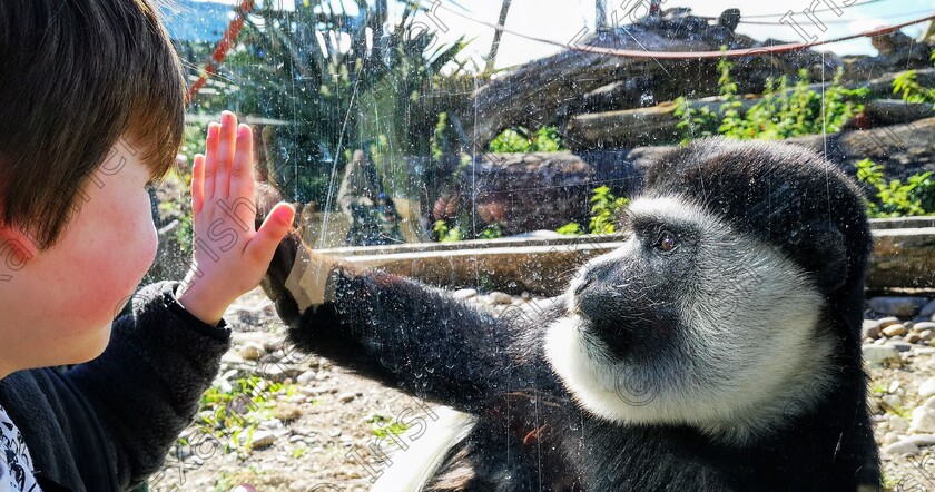 Colobus 
 Ruben, meeting the Colobus monkey. Fota Wildlife Park