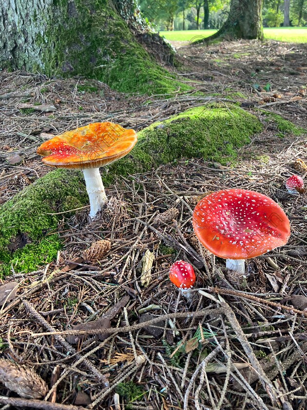 IMG 0049 
 Mushrooms at Monkstown Golf Club. October 15th 2023