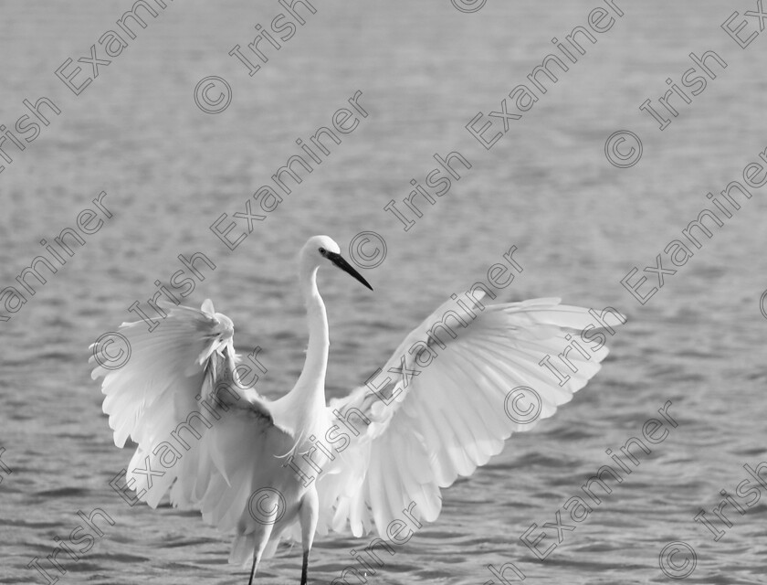 1000025469-01 
 Egret hunting on the morning of 17.09.24 in Rosscarbery estuary, West Cork.