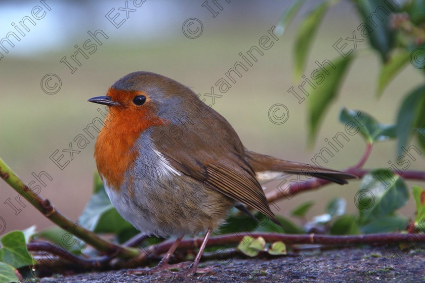 Robin - 1 
 A robin near Kilcrea Friary, Co.Cork on 10-1-2016
Picture: Luke Cranitch