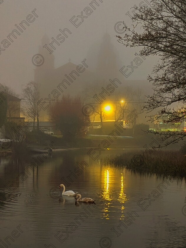 1000055924 
 Swan and cygnet emerge from the fog under the Galway Cathedral