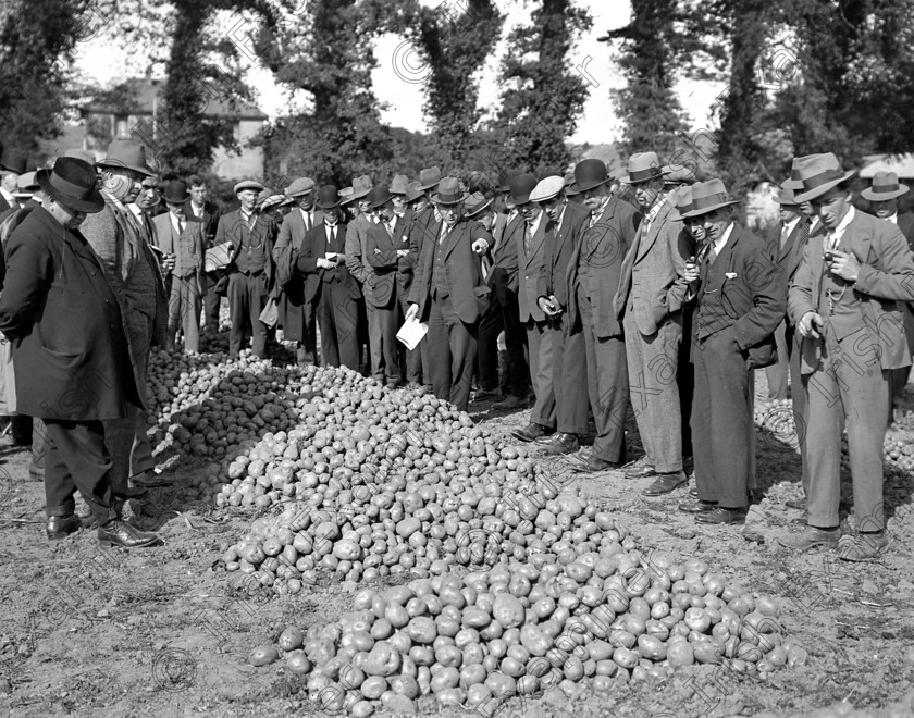 852552 
 Farmers and dealers inspect new potatoes at Macroom Show 27/09/1929 Ref. 411A