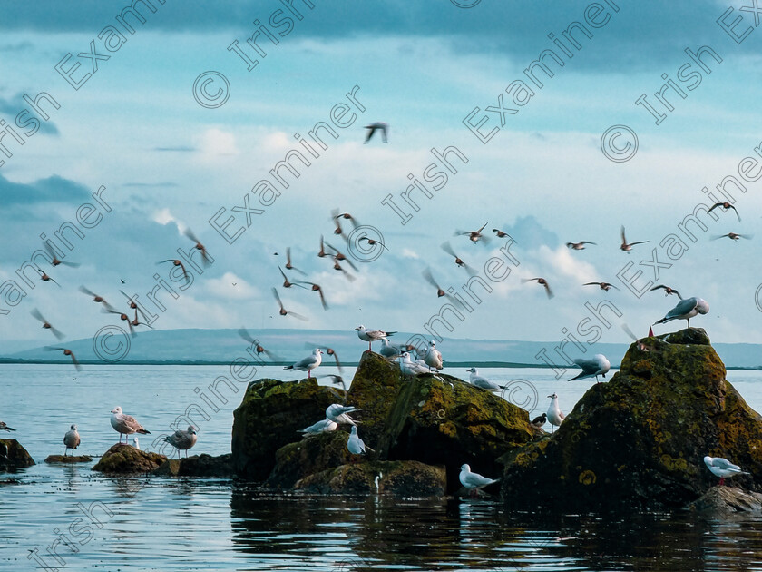 20221023 162500 
 Flock of birds flying at the South Park Beach, Galway. 
Picture : Juben Baldeviso