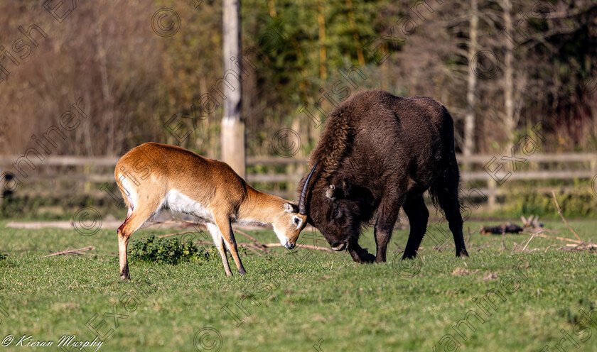 Head to Head 
 Head to Head at Fota