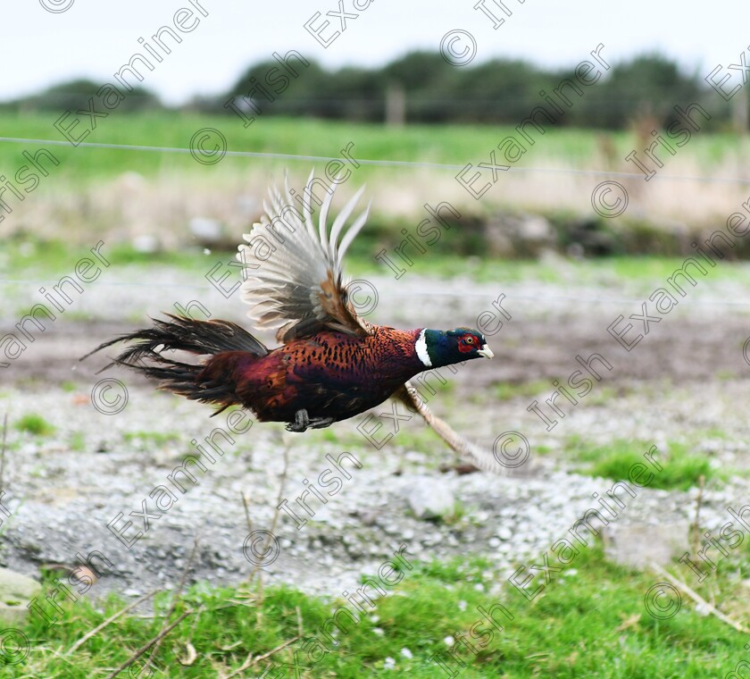 DSC 5818 
 LIFT OFF , A male pheasant skilfully evades an electric fence as he takes flight, I took this photo as members of Waterfall and Bishopstown Game restocking association released pheasants near Waterfall in Cork.