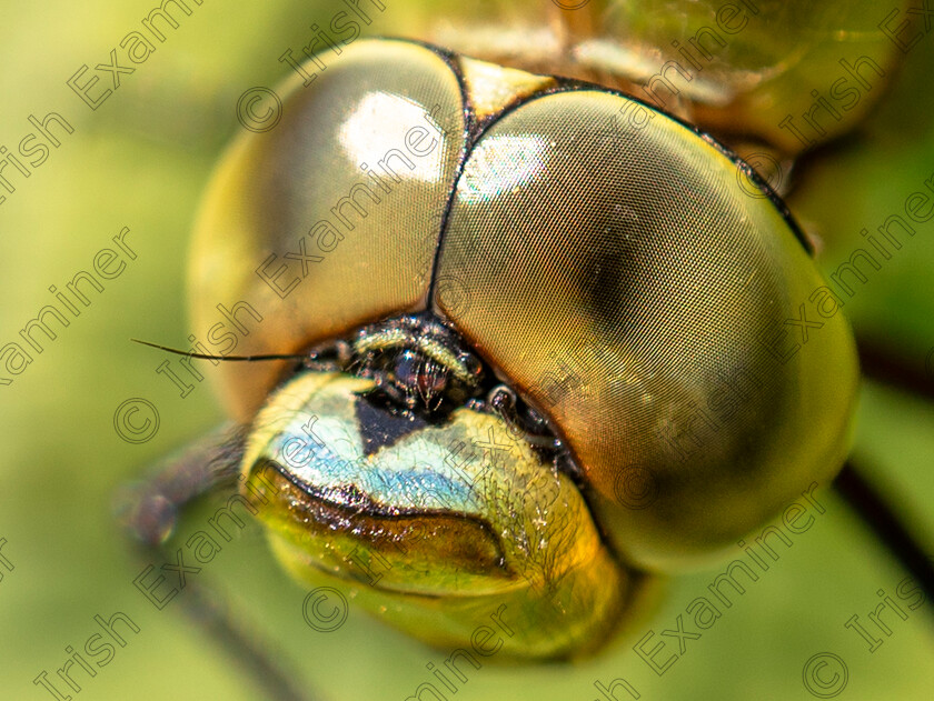 Sally O Reilly Bearded Dragonfly 
 Up close and personal with an East Cork Dragonfly, Shangarry, Co.Cork Picture:Sally O'Reilly