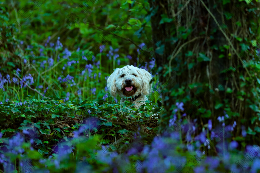 A06968A2-0B2A-4213-8540-613FD5D9D473 
 Doodling amongst the Bluebells near Crosshaven, Co Cork