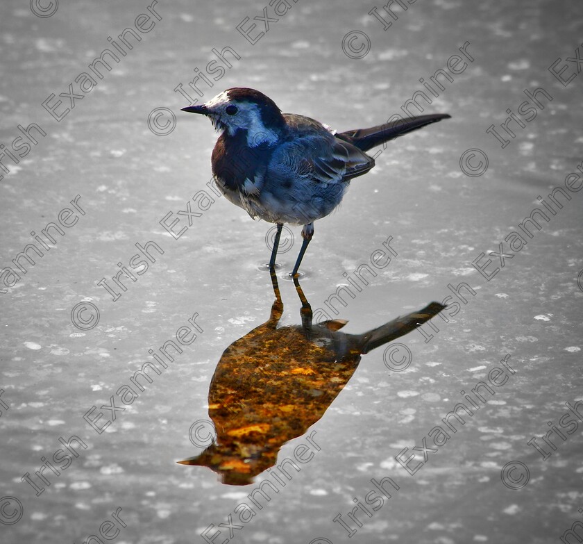 James Grandfield Wagtail silhouette 
 A pied wagtail gives off a lovely silhouette reflection in a puddle of water at Howth, Dublin.