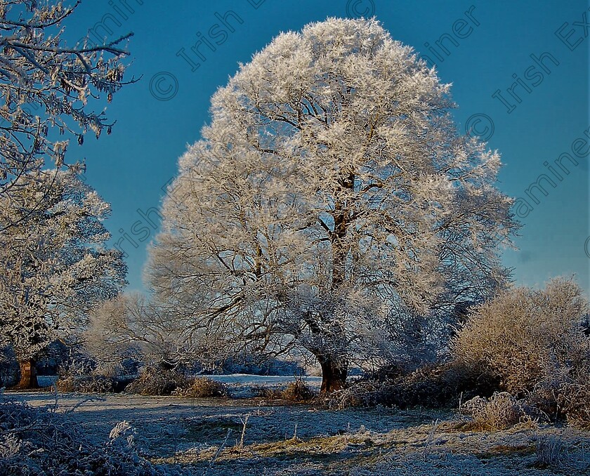 0172a 
 A blanket of frost back in 2011 in Tuamgraney, County Clare. Picture: Sean McInerney.