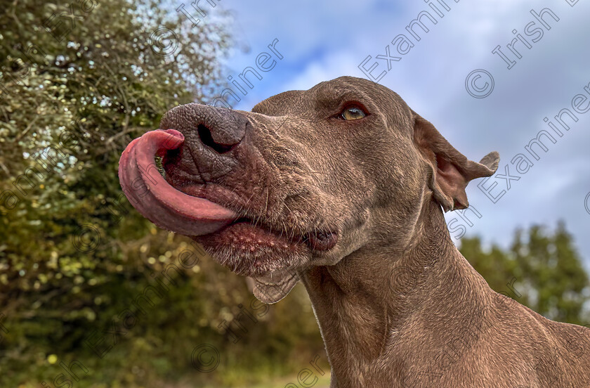 IMG 6457 
 The big lick. Francesco the Weimaraner Dog waiting for a big butcher's bone. Photo: Mark Leo