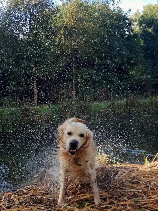 IMG 20161024 153747 
 Hershel dries off after a winter swim in the Nire River , Co Waterford