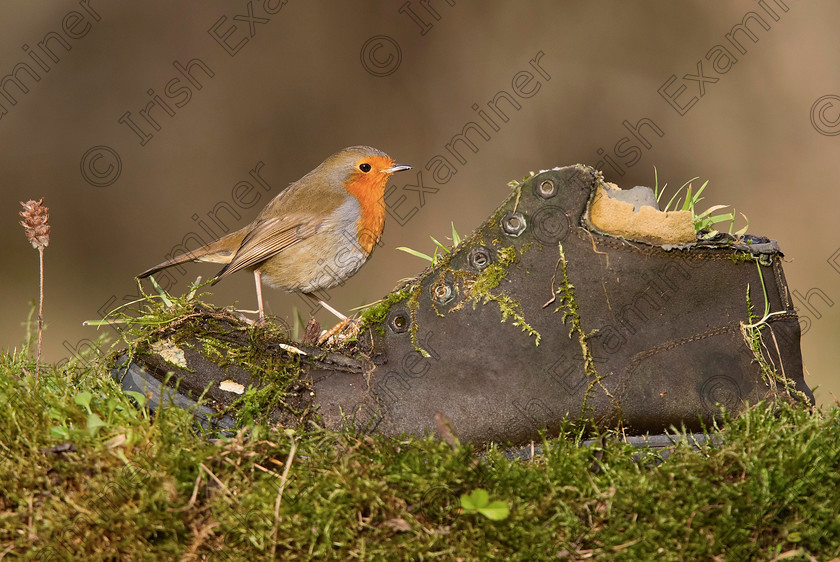 JohnONeill Boot Robin 
 "The Old Boot" Left in the open for about 12 months, i had an idea, that i would use it someday. Today, was the day