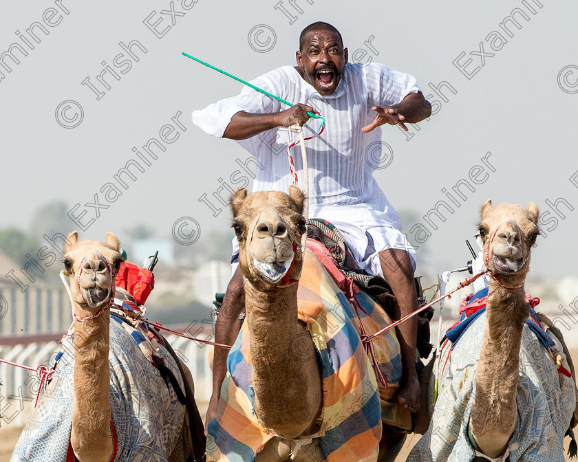 19575107 1567053173306464 8685299898232866894 o 
 Jubilation at the end of the mornings exercise with the camels. Al Wathba Camel Racing Track, Abu Dhabi, UAE.