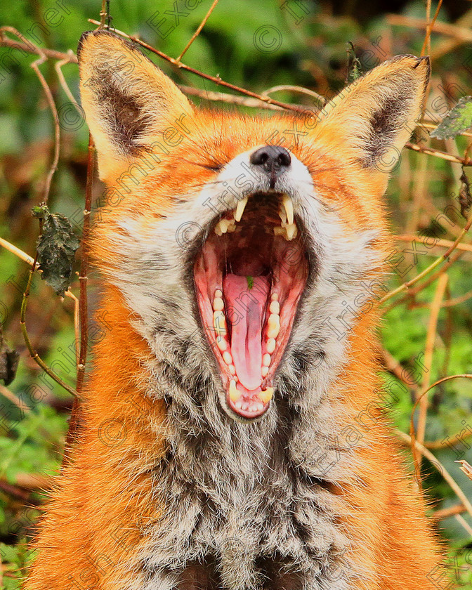 IMGL8261 FoxYawn 2 2018 
 River Dodder Fox Rathfarnham Dublin, bares all to a surprised audience who were thrilled to see such a "fearsome yawn" from a safe distance.