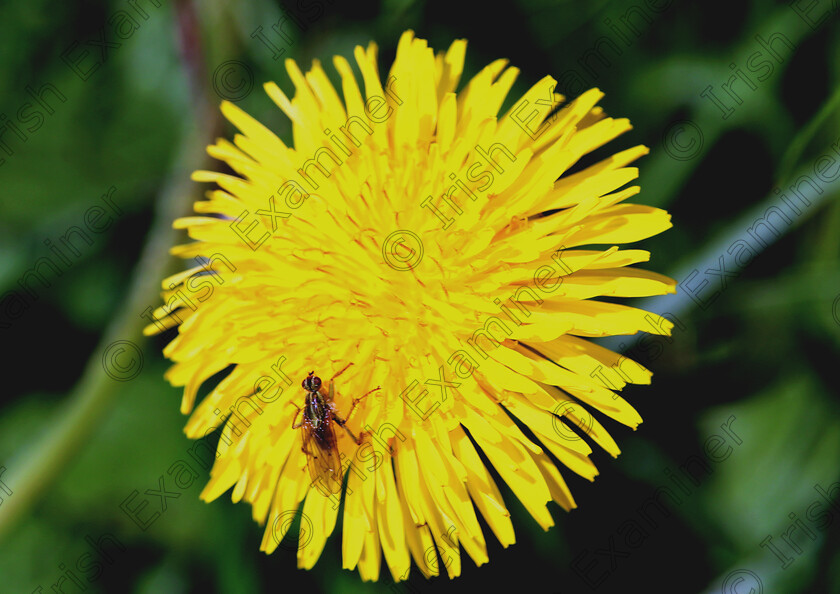 dandaline edited-1 
 nature looking after its own, the bee gathering the pollen out in Gibraltar Point in Sligo on the 12th may .