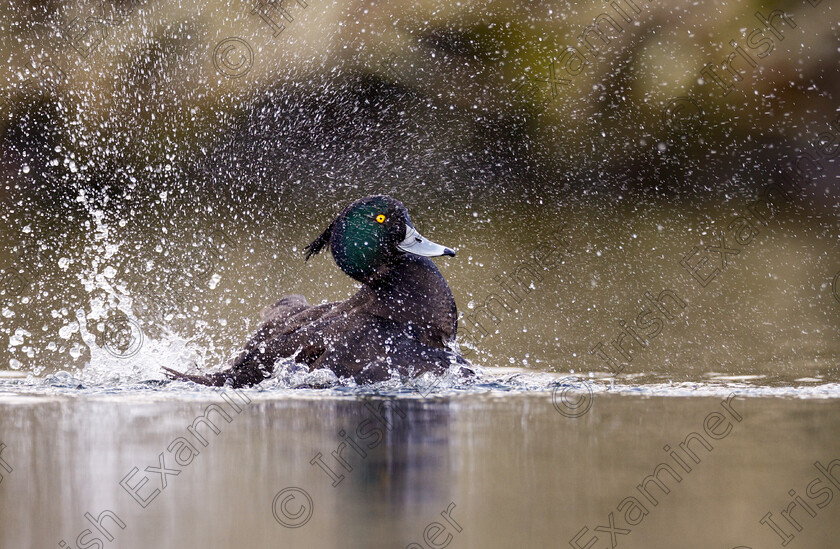 45924FE6-10B8-4BE6-972F-1D085AF3C368 
 Making quite a splash!

A Tufted Duck photographed at the Lough, Cork, in February 2024.

Photo by Ashok Appu.