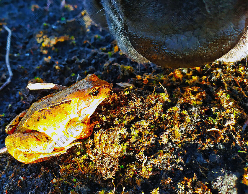 126055237 10217625694783199 7873931076980177169 o 
 'Hello'
photo is of a frog surprised when my Great Dane Bagheera took a sniff, on the boglands of Boora Co Offaly