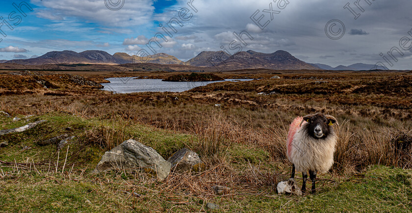 P1021683 
 Ram-ifications of a sunny day - A Ram smiling on a rare dry day in March, in front of the Twelve Bens, Connemara