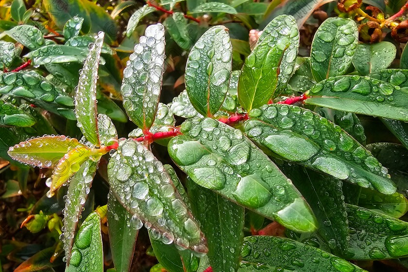 James Grandfield Water Droplets 
 There's something about water droplets on leaf after a rain shower that mesmerises me. Taken last week while visiting family in Port, Co. Kerry. Picture: James Grandfield