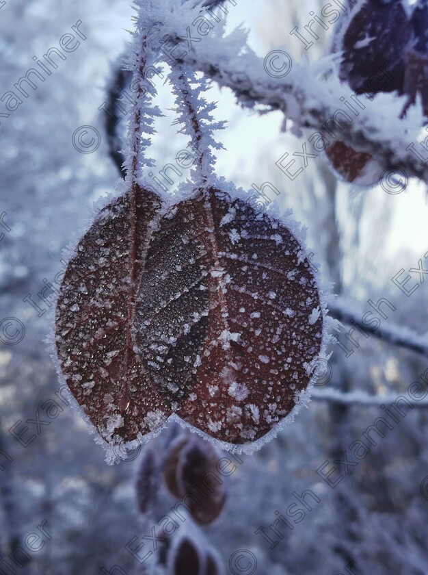 IMG 20231125 104135 
 Winter's jewels.
Early morning frost adorns the hanging leaves in Sixmilebridge