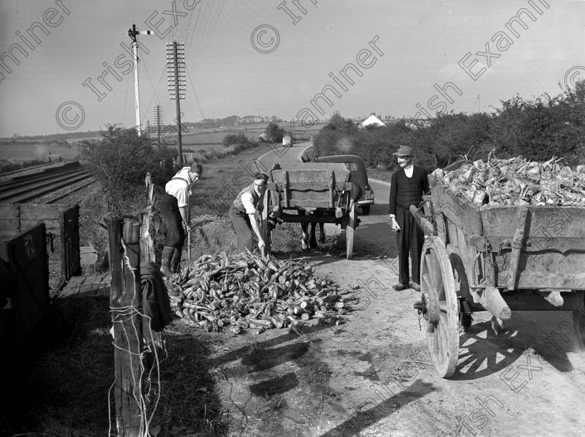 1262117 
 Mallow beet factory feature 01/10/1953 Ref. 272G old black and white sugar production