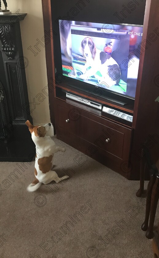 IMG 3746 
 Our dog Ed watching Crufts at home .