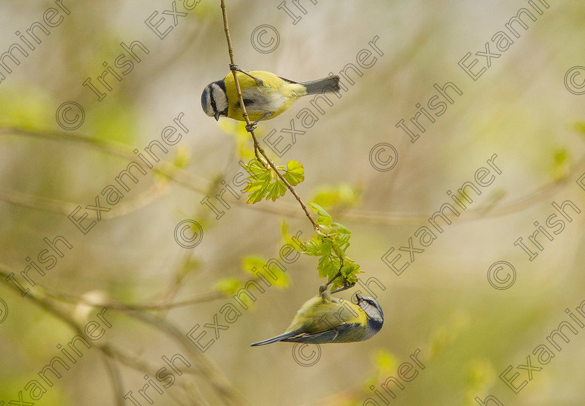 04 
 SEE SAW blue tits on branch