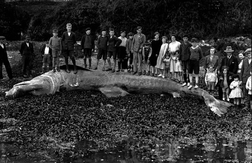 600931 600931 
 IRISH EXAMINER - 100 YEARS OF NEWS
PICTURES FROM BOOK
YEAR: 1935

PLEASE ARCHIVE - SHARK WASHED UP AT CARRIGALOE, COBH, CO. CORK 27/05/35 - REF. 529B

DOWN MEMORY LANE - BLACK AND WHITE