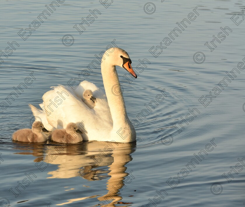 Swans with babies 
 Mother swan with her young on Levally Lake, Massbrook, Mayo enjoying a family day out in May. Picture: Gabriel Leonard