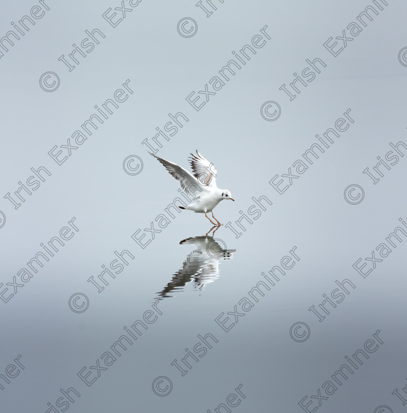 DSC7596 
 "touchdown"

bird just about to land at rostellan lake in cork this morning

taken with a 300mm lens