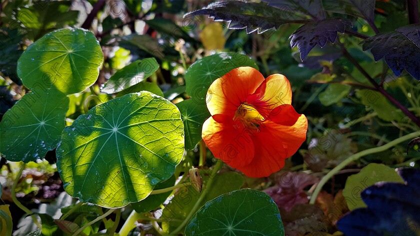 20221007 170550 (2) 
 Nasturtiums on our garden wall. Picture: Sean McInerney.