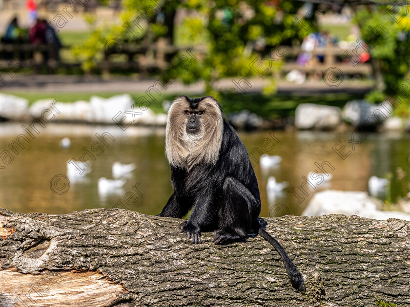 lion tailed macaque 
 Lion tailed macaque at fota