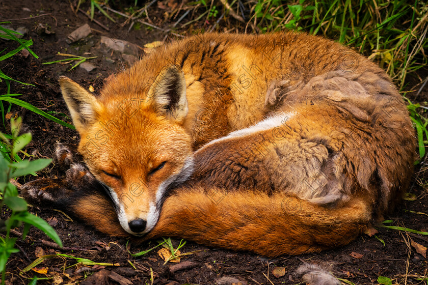 DSC 8410 
 Resting Red Fox