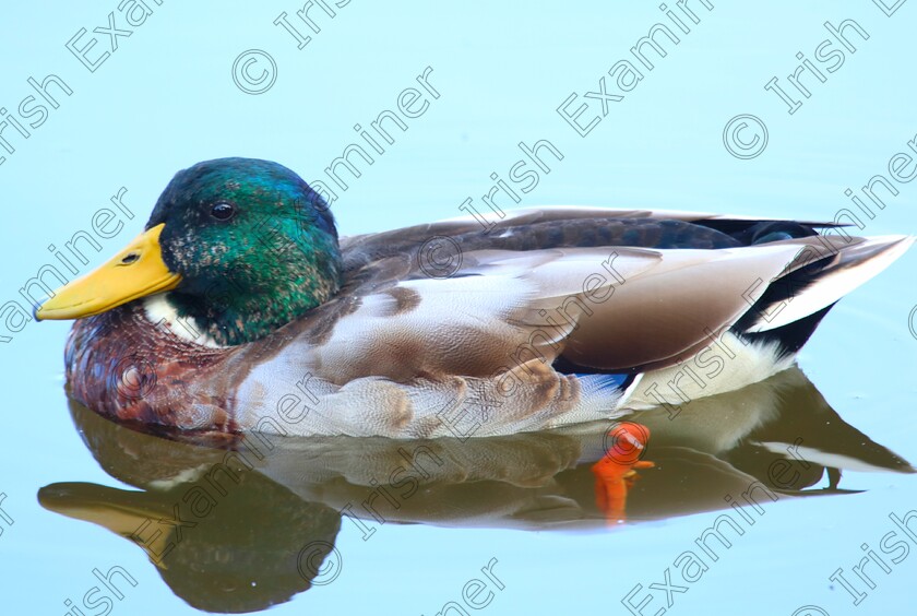 inbound3021378013789189737 
 Mallard duck reflected in the still waters at Cuskinny Nature Reserve Cobh Co Cork