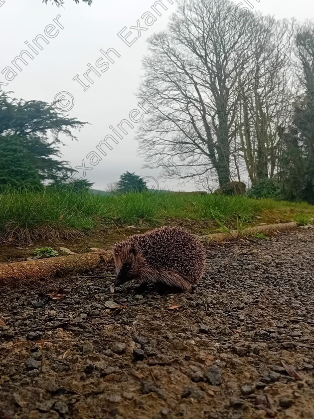 IMG-20231203-WA0004 
 Wexford hedgehog in December, not hibernating yet! 
Photo: Meadhbh Flynn