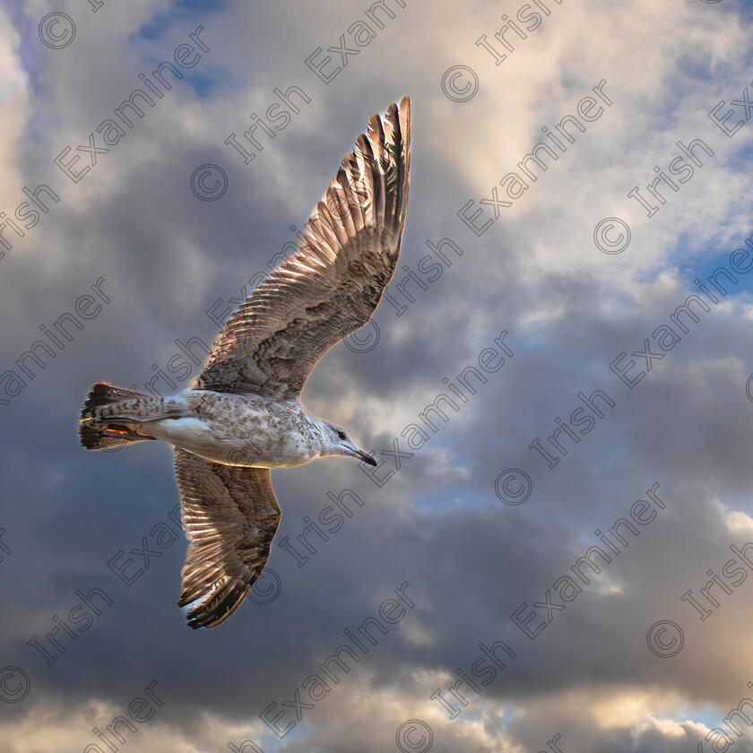 Gull in flight- 
 Gull in flight over Dun Laoghaire pier Co Dublin on Sunday November 19th 2023.Photo by: Noel O Neill 
 Keywords: Dun Laoghaire, fauna, seagull