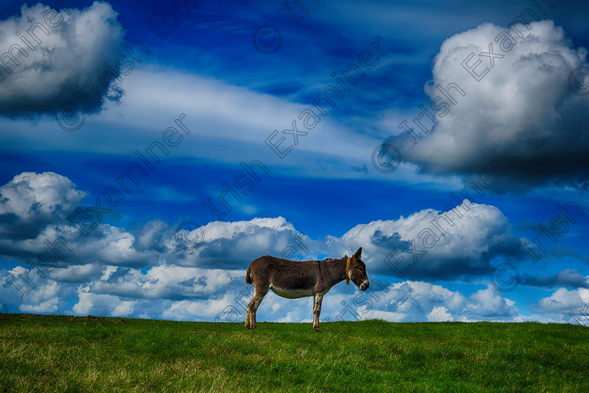 DSC 0083-1p 
 Donkey Sanctuary, County Cork, taken August 2016 by me, Kern McCarthy.