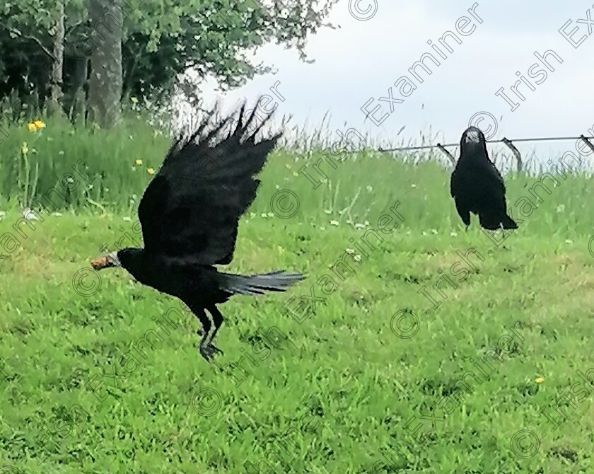 IMG 20220515 182019 
 Enjoying a day at Mallow Park feeding the birds Padraig and Tracy..