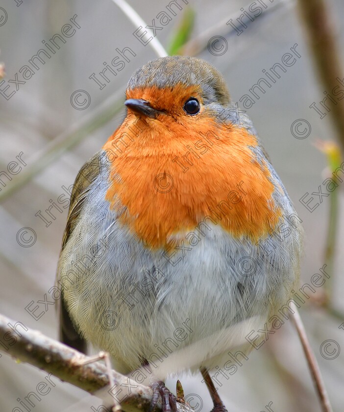 James Grandfield Robin 
 A beautiful robin at the National Botanic Gardens of Ireland in Dublin