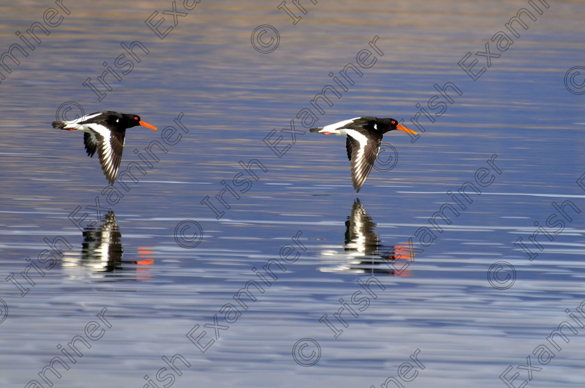 DSC 0081 
 Synchronised Oystercatchers. 
A pair of oystercatchers flying low over Bantry Bay.
Picture; Jeff Dixon