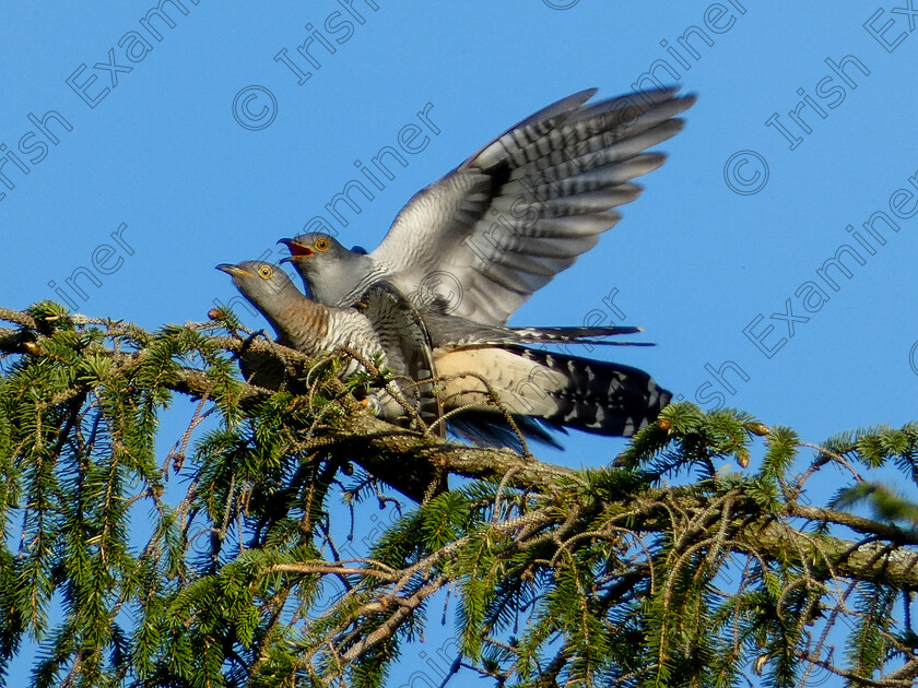 Cuckoos Mating Mayo Susan Lavelle 
 Cuckoos Mating on a sunny May evening, County Mayo. Picture Susan Lavelle